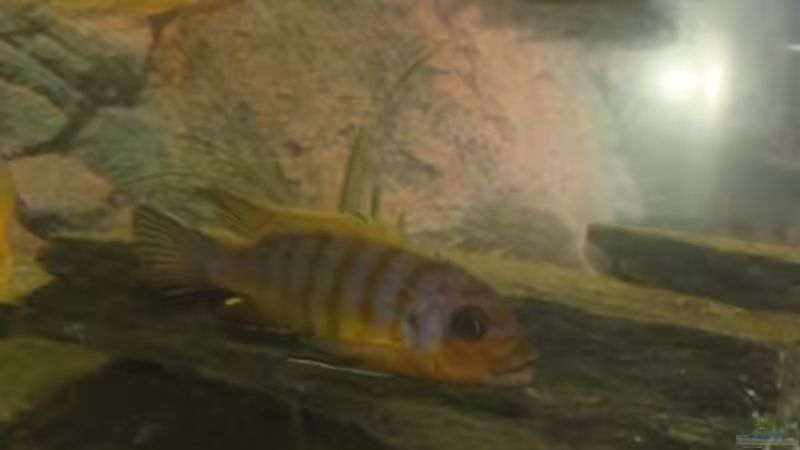 wieder auf der Flucht von malawi74 (33)