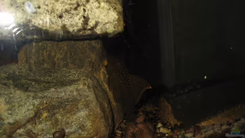 wieder einer meiner baryancistrus demantoides von der Theoretiker (75)