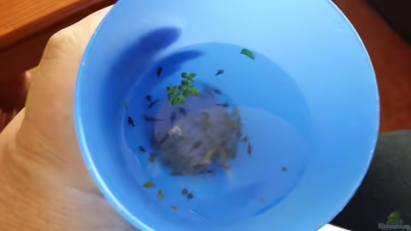 Wieder junge Antennenwelse von Steffen und Felix (43)