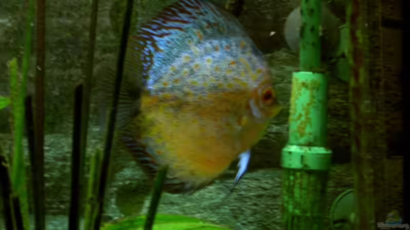 wieder mal Eiablage am Ansaugrohr Aug 2007 von Kurt Kastl (13)