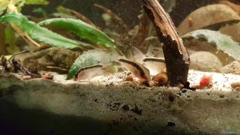 Wieder mal Fütterungszeit! von southheart (20)