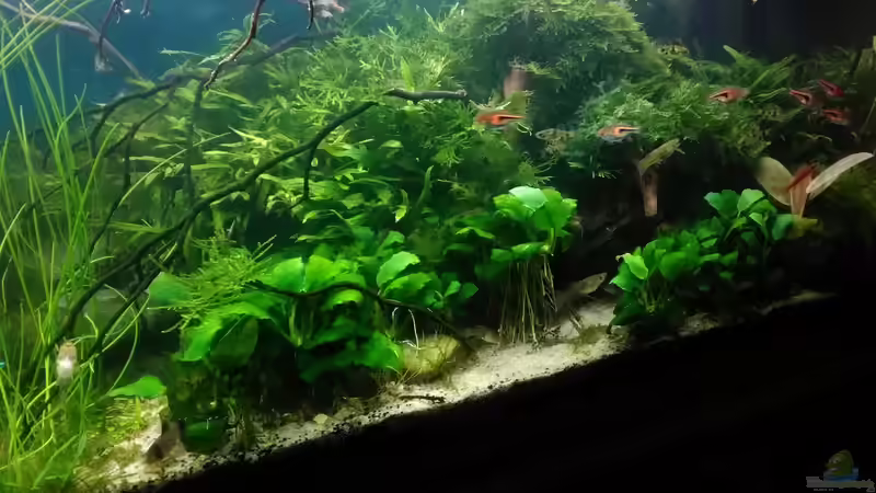 wieder mal zugewachsen - Dez. 2017 von Grünhexe (15)