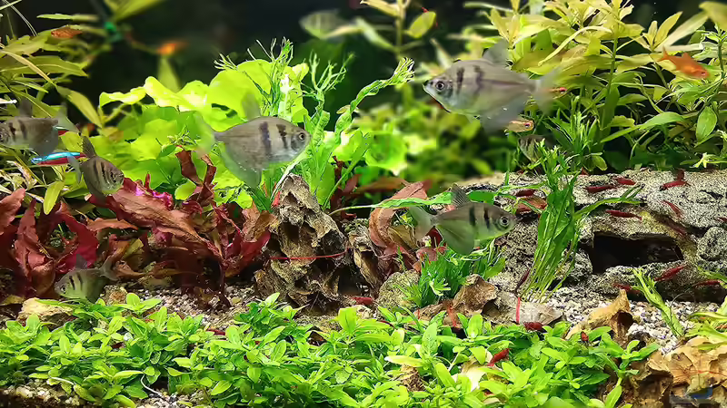 wieder mehr Platz zum tollen.  von odin 68 (77)