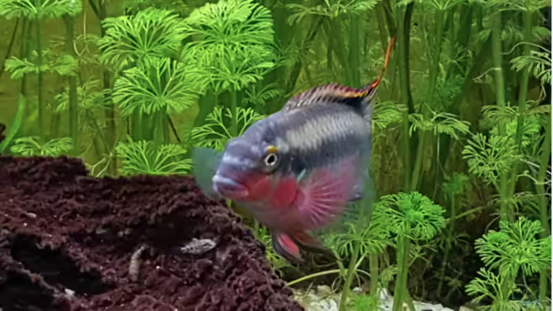 Wieder Nachwuchs .. :-)) .. 27.10.2019 von Pegnitz (30)