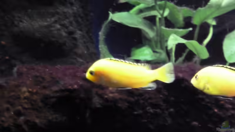 Wieder nur Algenfraß von Couro (65)