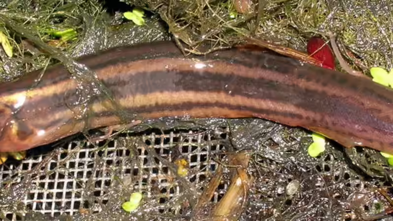 Wiederansiedlung des Schlammpeitzgers in Bayern