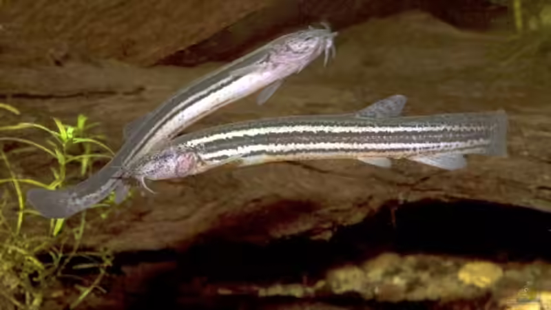 Wiederansiedlung des Schlammpeitzgers in Bayern