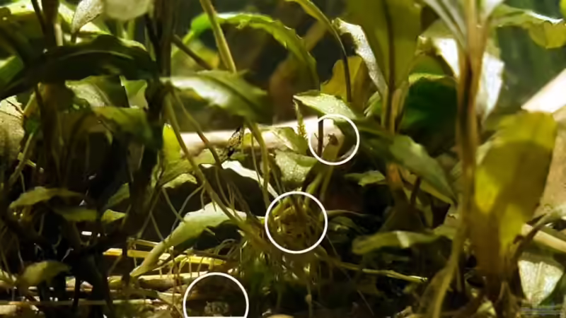 Wiederum Nachwuchs bei den Zwergen von miv (49)