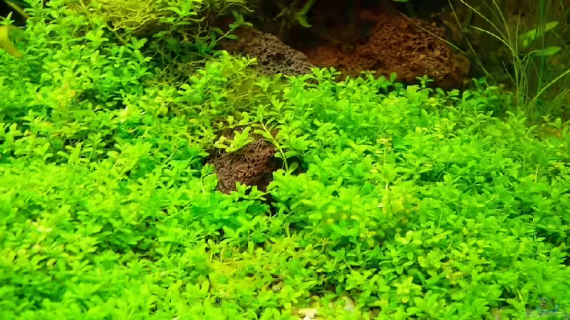 Wiese von Hemianthus Cuba von Thomas Zehren (4)