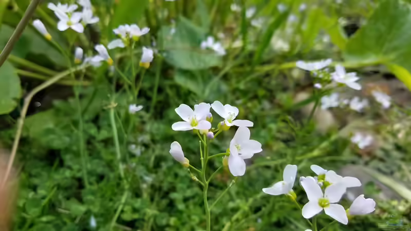 Wiesenschaumkraut von Smo (6)