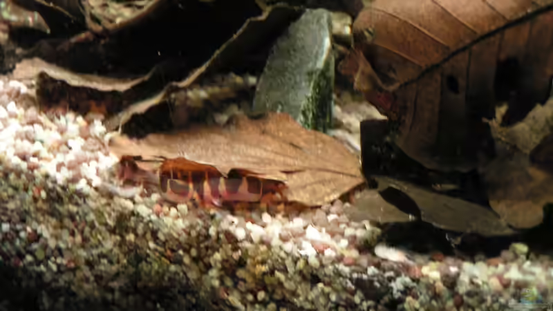 Wieviel Dornaugen wohl unter ein Blatt passen? Mehr als 2 bestimmt :-) von Peggy (33)