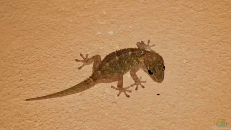 Wieviel kostet die Haltung eines Geckos? Ein umfassender Kostenüberblick für Einsteiger und Fortgeschrittene
