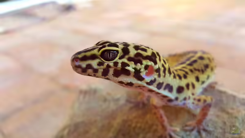 Wieviel kostet die Haltung eines Geckos? Ein umfassender Kostenüberblick für Einsteiger und Fortgeschrittene