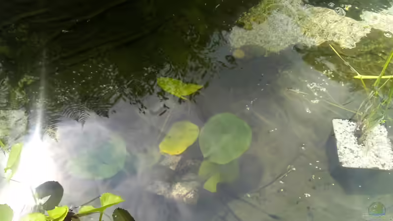 Wieviel Wasser verbraucht ein Gartenteich?
