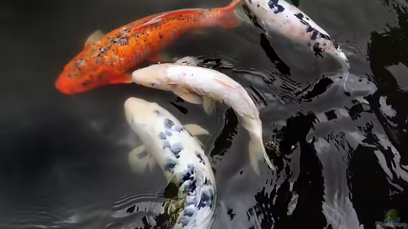 Wieviele Koi-Karpfen können in einem Gartenteich gehalten werden?