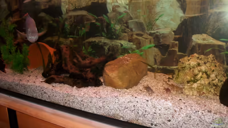 wild wild america-  linke Seite von fischmutti (4)