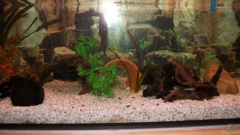 wild wild america- Einrichtung von fischmutti (2)