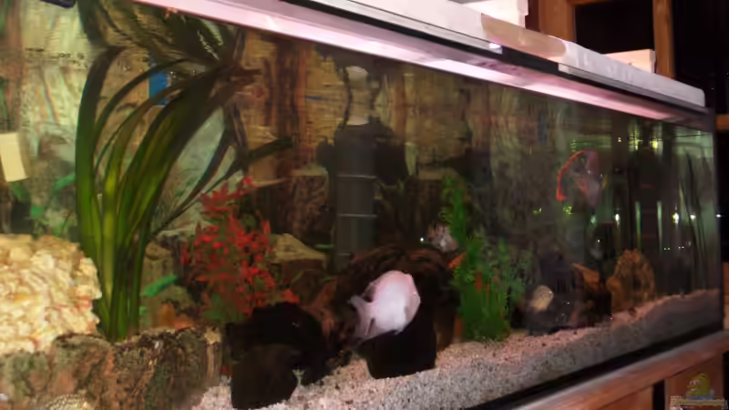 wild wild america- rechte Seite von fischmutti (3)