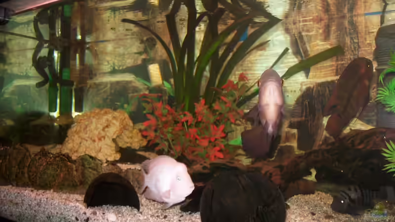 wild wild america von fischmutti (1)