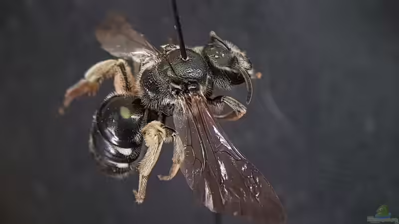 Wildbiene des Jahres - Ein Blick auf den kleinen Spezialisten der Natur