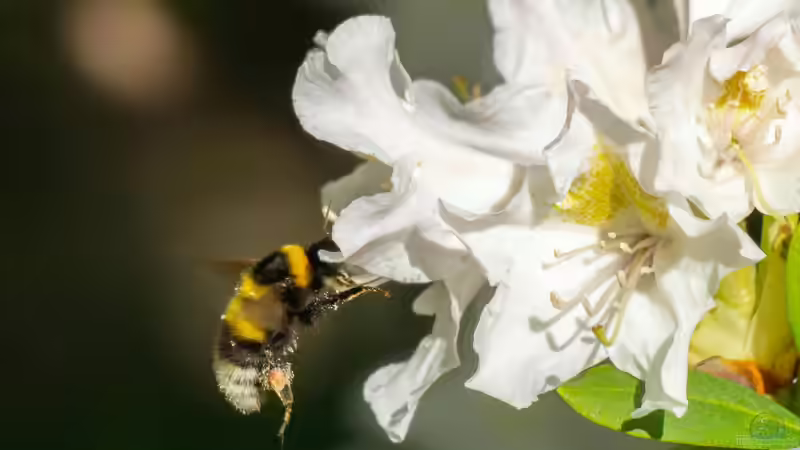 Wildbienenpflanzen für den Balkon - So machst du deinen Balkon zum Paradies für Bestäuber