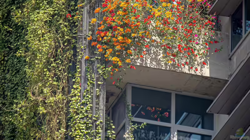 Wildbienenpflanzen für den Balkon - So machst du deinen Balkon zum Paradies für Bestäuber