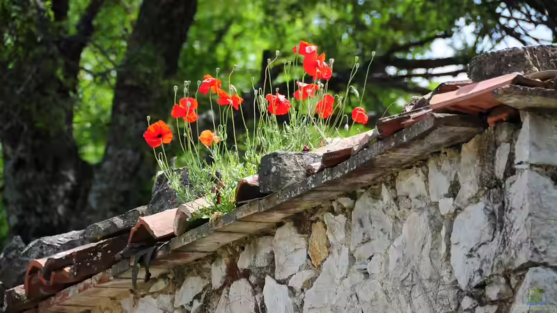 Wildblumenflächen im Garten - lebendige Vielfalt statt perfektem Rasen