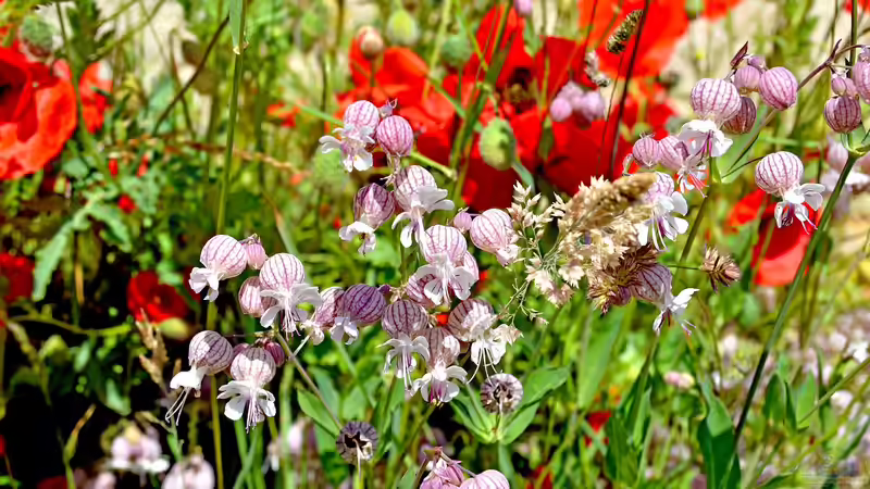 Wildblumenflächen im Garten - lebendige Vielfalt statt perfektem Rasen