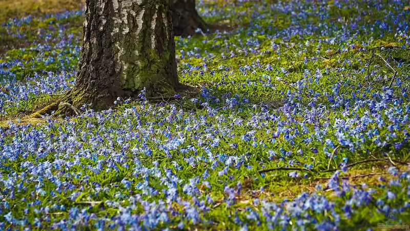 Wildblumenflächen im Garten - lebendige Vielfalt statt perfektem Rasen