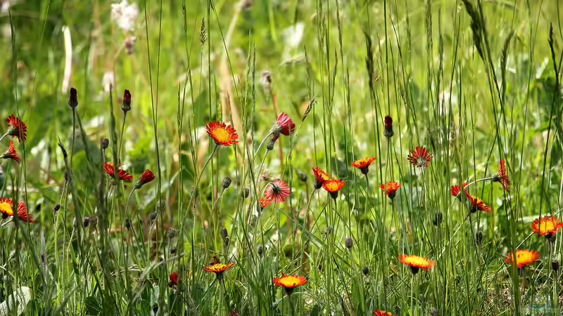 Wildblumenflächen im Garten - lebendige Vielfalt statt perfektem Rasen