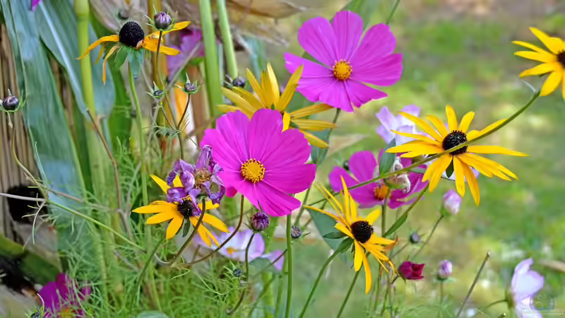 Wildblumenflächen im Garten - lebendige Vielfalt statt perfektem Rasen