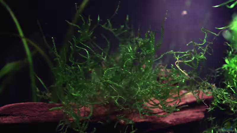 Wilde Pracht...Javamoos. von vixen (12)