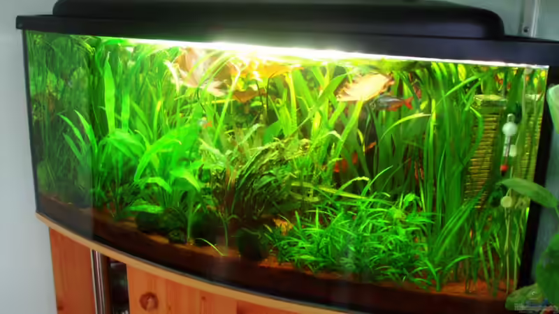 wilder Pflanzenwuchs am 29.01.10 von ~Marco~ (13)