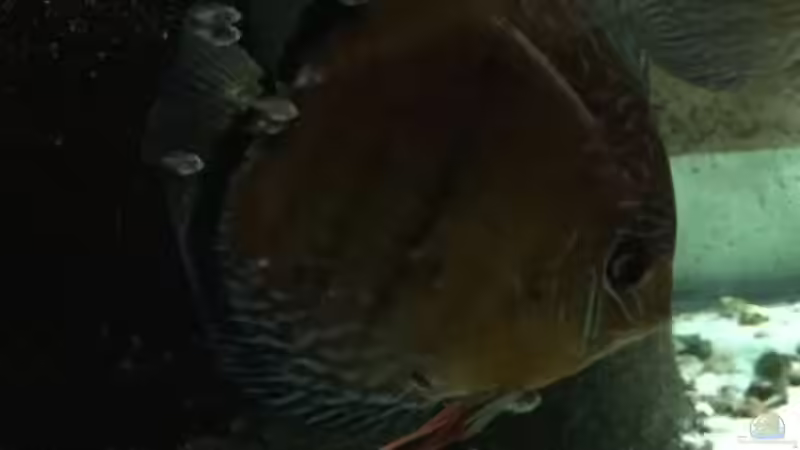 Wildfänge Royal Blue/Cuipea Nachwuchs F1 von Horst Sander (4)