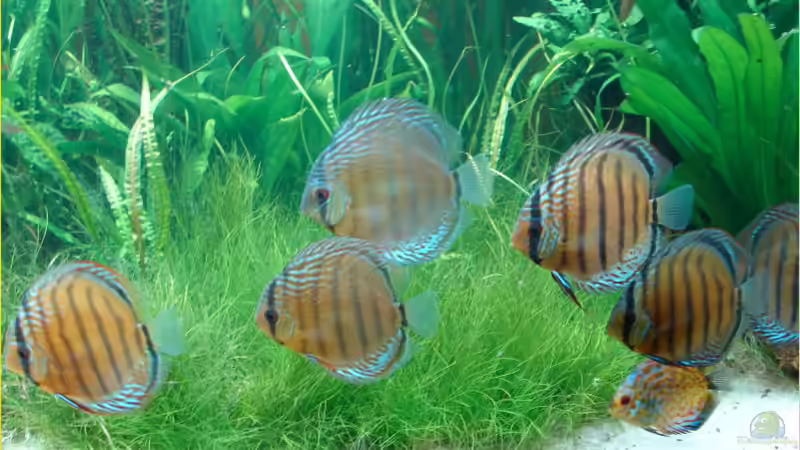 Wildfang Gruppe von Thomas Graf (34)