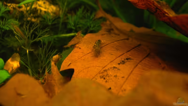 Wildfarbene Bienengarnelen von Lee Kienle (28)