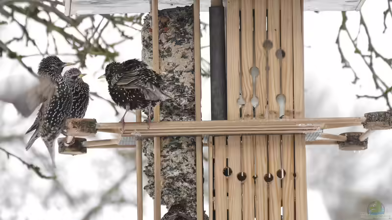 Wildtieren beim Überwintern helfen - Das können Gartenbesitzer tun
