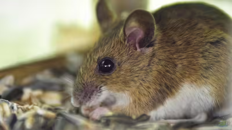 Wildtieren beim Überwintern helfen - Das können Gartenbesitzer tun