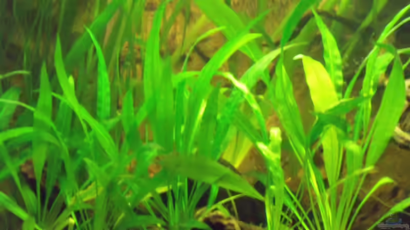 wildwuchs;-) von PH Neutral (17)