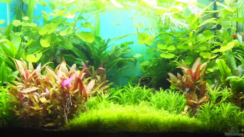 Wildwuchs nach dem Urlaub 24.08.13 von axolotl (6)