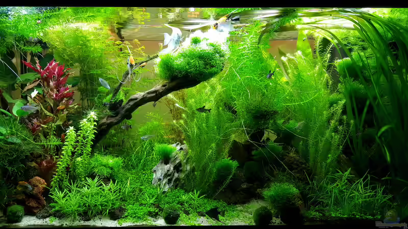 Wildwuchs von Sebastian Hartmann (70)