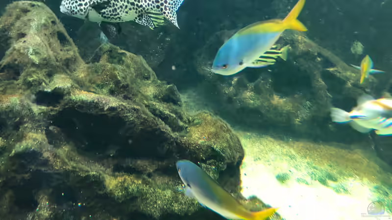 WILHELMA 2 - Zoologisch-Botanischer Garten in Stuttgart