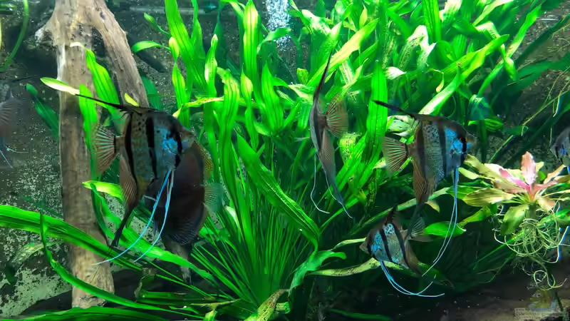 WILHELMA 4 - Zoologisch-Botanischer Garten in Stuttgart