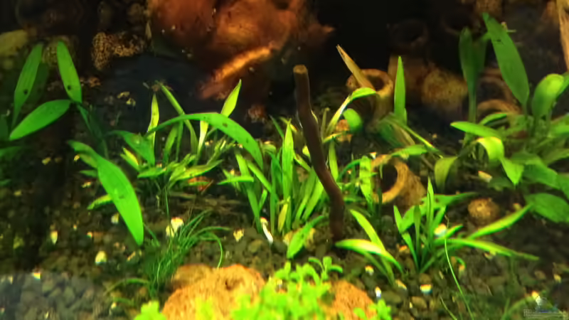 will nicht so recht (03.09.2012) von Walde (47)