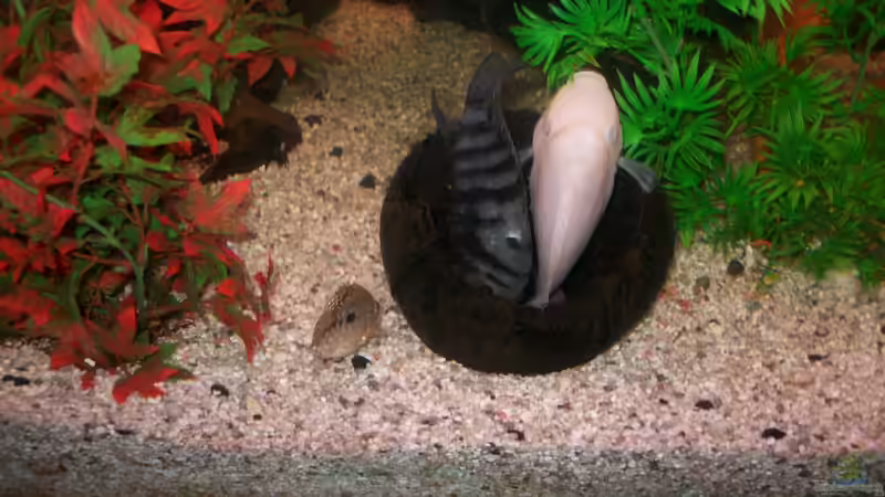 Willi und Frau arbeiten am Nachwuchs von fischmutti (14)