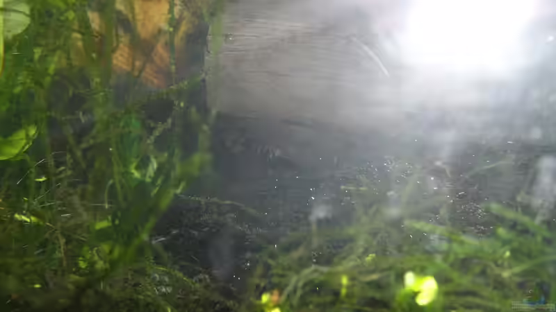 Willi untem Stamm von Specter (12)