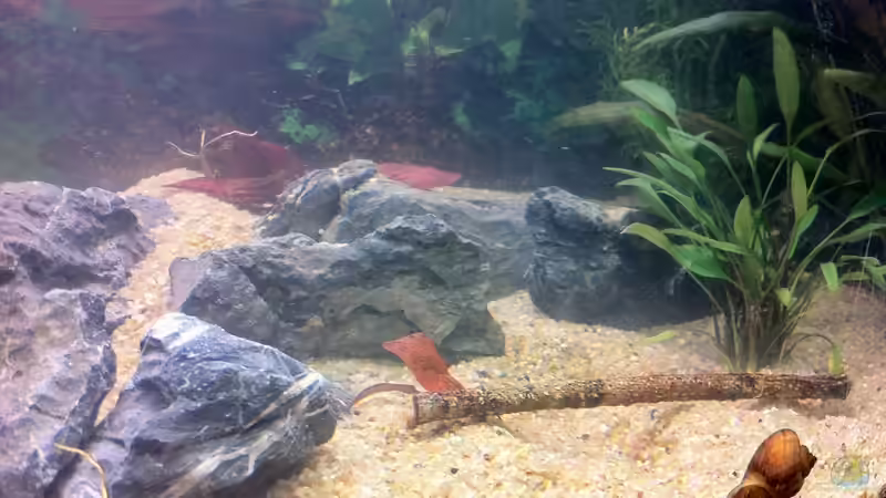 Willis Wasserkech und Tigerlotus 05.07.2011 von Sebastian Philipp (16)