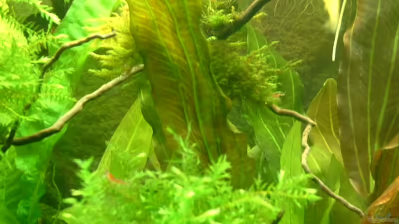 Willow Moos von Herzilein (13)