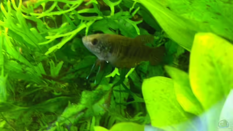 Wilma ist da schon anders drauf^^ von Zebraschneggla (18)