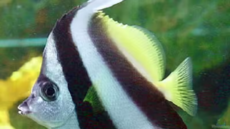 Wimpelfisch 2.1 von Martinerft (13)